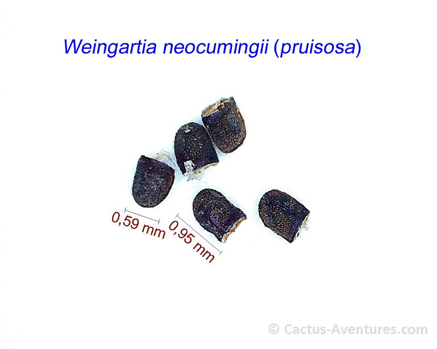 Weingartia neocumingii (pruinosa)